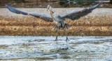 Great Blue Heron Taking Flight With Catch DSCN110294