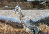 Great Blue Heron Taking Flight With Catch DSCN110294 (crop)