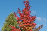 Autumn Tree DSCN110941