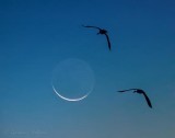 Two Geese Flying Toward Waning Crescent Moon 90D35853