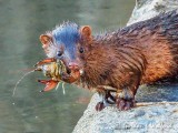 Wet Mink With Catch DSCN111785