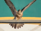 Peregrine Falcon Spreading Its Wings DSCN111806