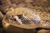 Rattlesnake Closeup 76694