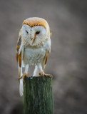 Barn Owl 148