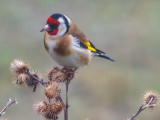 Goldfinch 40328