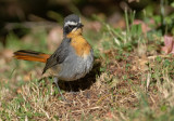 Birds of Kenya