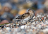 Vadefugle - Shorebirds