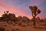 Joshua Tree Sunset III