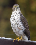 Coopers Hawk II