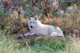 Arctic Wolf 3 of 3