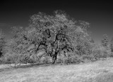 A Valley Blue Oak
