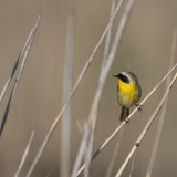 Common Yellow Throat