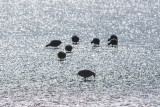 Coots at low tide
