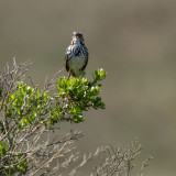 A Song Bird