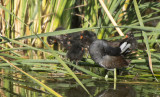 Young Coots