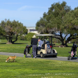 The Sunnyvale Municipal Golf course Fox