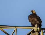 Golden Eagle