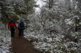 Mariposa Grove Trail