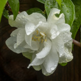 Mock Orange