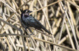 Grackle