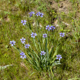 Blue-eyed Grass wildflowers