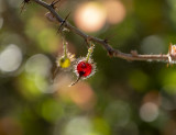 Ripe Canyon Gooseberry