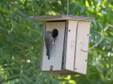 Mom Blue Bird with food