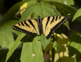 Swallowtail-less