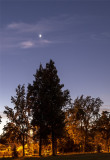 Bright Venus