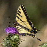 A healthier Swallowtail