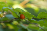 Coast Fairy Bell Berry