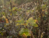 Dew dripping spider web