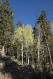 Colorful Aspens