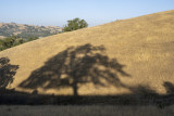California Oak