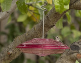 Anna at the feeder