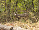 A Buck