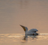White Pelican at sunset