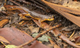 A salamander