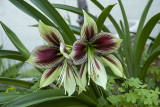 Butterfly Amaryllis