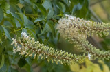 California Buckeye