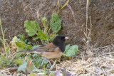 Dark-eyed Junco