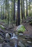 New Years Day hike under the redwoods