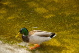 Mallard