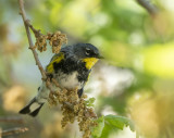 Yellow Rumped Warbler