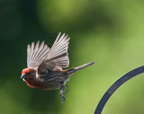 House Finch