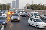 The cows also have priority during peak hours