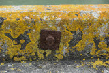 Rust and lichen