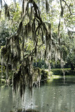 Spanish Moss