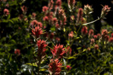 relish-orange indian paintbrush