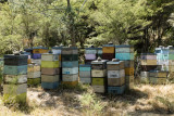 Bee hives in the Coromandel